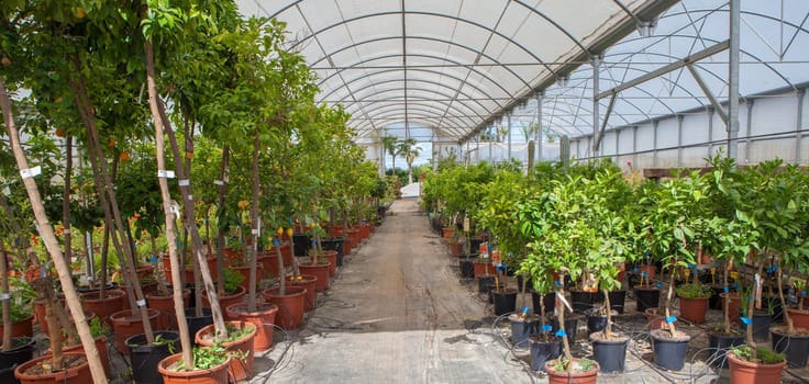 Lane for the reproduction of plants in a nursery. Citrus greenhouse
