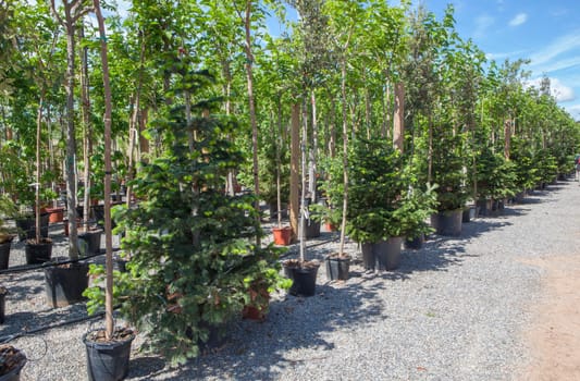 Lane for the reproduction of plants in a nursery. Conifers and mulberriestrees rows