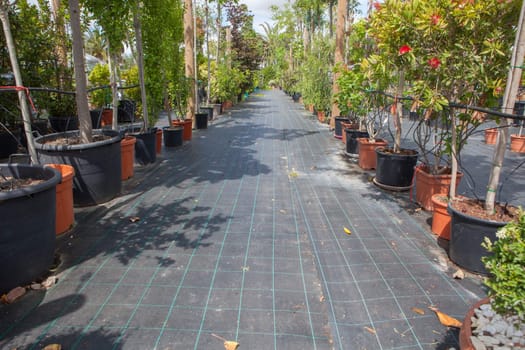 Lane for the reproduction of plants in a nursery. Young trees rows