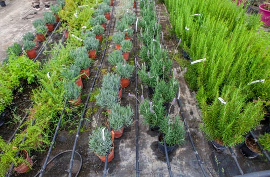Lane for the reproduction of plants in a nursery. Young trees rows