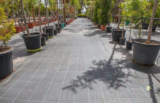 Lane for the reproduction of plants in a nursery. Young trees rows