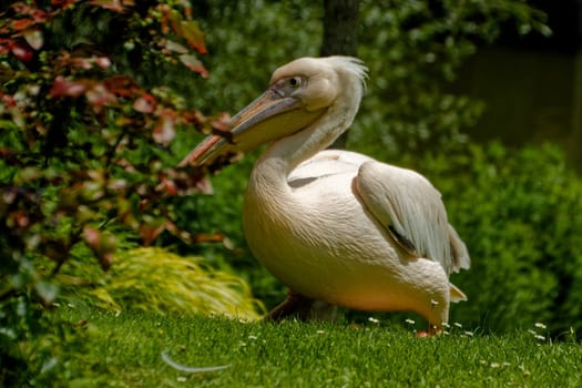 pelican