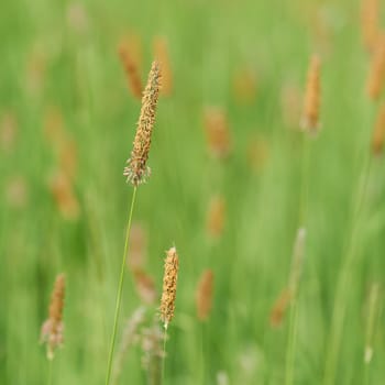 Flowering grasses, Meadow foxtail, Alopecurus pratensis, on a green meadow in spring