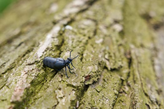 female, very poisonous black-blue oil beetle, schwarzblauer Ölkäfer, Blister beetle, Meloe proscarabaeus, on a tree trunk lying on the ground