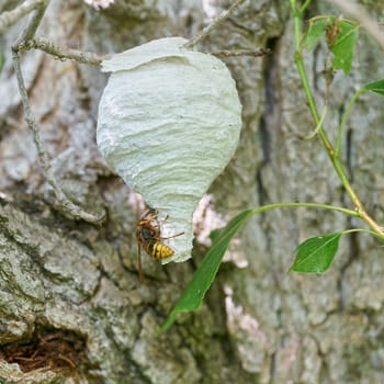 Queen of the wasp species median wasp, Dolichovespula media, building a nest