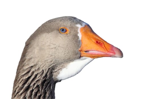 Geese are waterfowl of the family Anatidae. This group comprises the genera Anser (the grey geese) and Branta (the black geese)