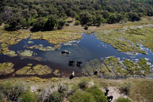 Aerial view of a group of elephants in a waterhole in the Okavango Delta in Botswana, Africa.
