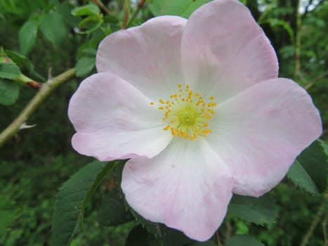 beautiful natural flowers colors pollen fragile aromas