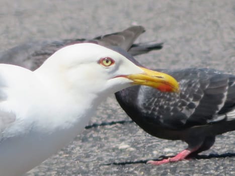 seagull bird scavenger bird beak feathers aquatic