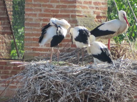 church storks nest chicks trunks family feathers