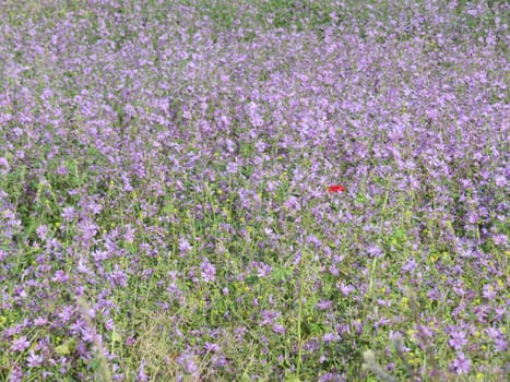beautiful natural flowers colors pollen fragile aromas