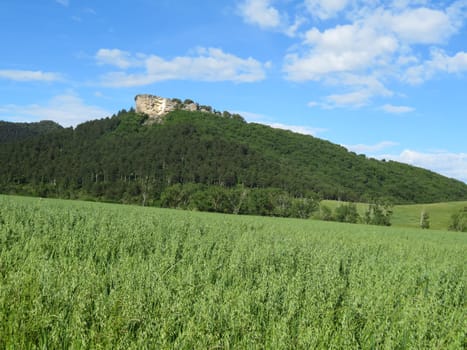 beautiful green cereal field natural healthy food fiber