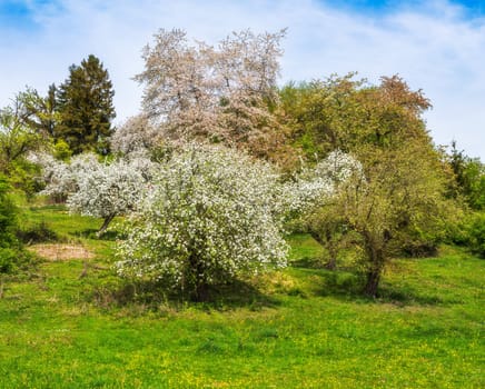 Spring scenic with a flowering tree seen in Bavaria