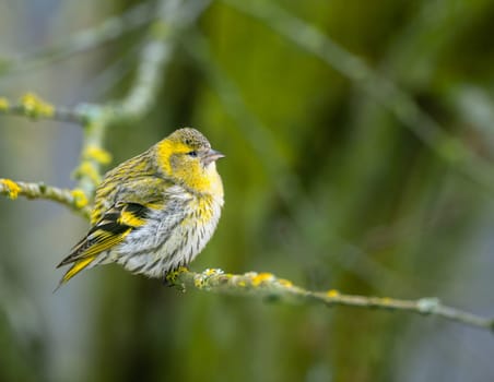 Female black-headed goldfinch sitting on a twig