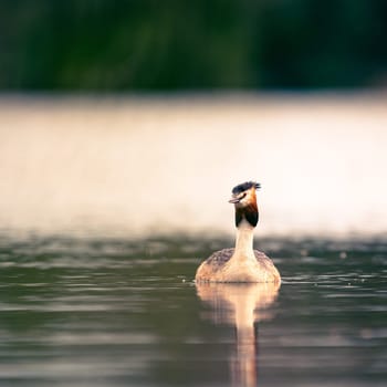Great crested grebe (Podiceps cristatus) swimming in a calm lake