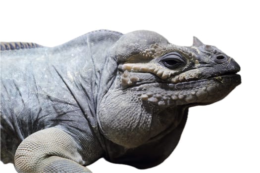 The rhinoceros iguana (Cyclura cornuta) is a threatened species of lizard in the family Iguanidae