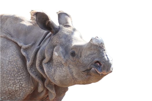 The Indian rhinoceros (Rhinoceros unicornis), also called the greater one-horned rhinoceros and great Indian rhinoceros, is a rhinoceros native to the Indian subcontinent.