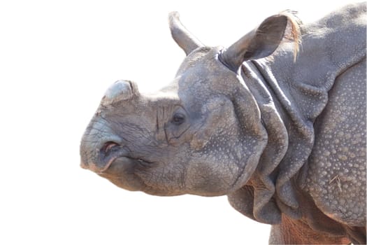 The Indian rhinoceros (Rhinoceros unicornis), also called the greater one-horned rhinoceros and great Indian rhinoceros, is a rhinoceros native to the Indian subcontinent.
