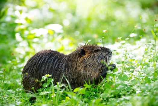 Nutria, coypu herbivorous, semiaquatic rodent member of the family Myocastoridae on the meadow, baby animals, habintant wetlands, river rat