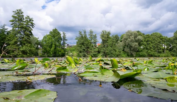 Water Lilly on a pond, plants on a lake, green leaves, biotope and habitat, trees surround river, landscape