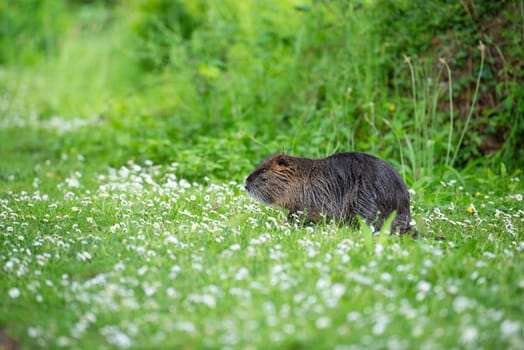 Nutria, coypu herbivorous, semiaquatic rodent member of the family Myocastoridae on the meadow, baby animals, habintant wetlands, river rat