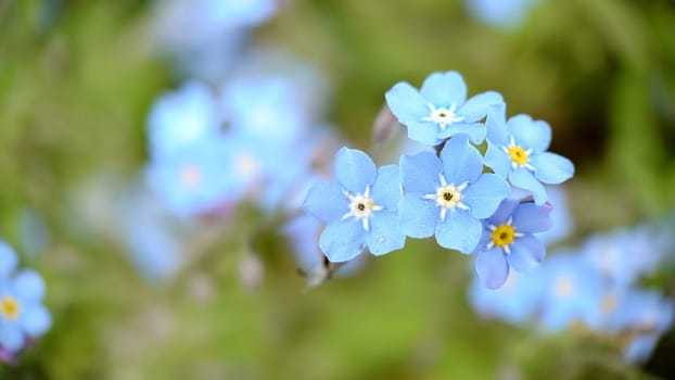 Macrophotography.Small blue petals of forget-me-not flowers.Texture or background