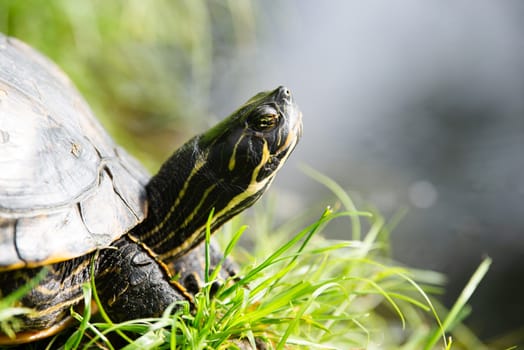 Yellow bellied eared turtle sitting on the riverbank of a pond, Trachemys scripta living in the US, Virigina, Florida and Europe, reptile animal