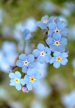 Macrophotography.Small light blue forget-me-nots outdoors. Texture or background.Selective focus.