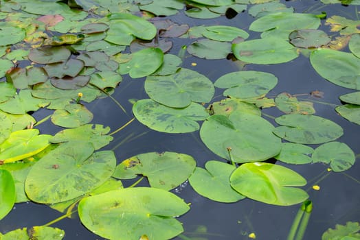 Water Lilly on a pond, plants on a lake, green leaves, biotope and habitat