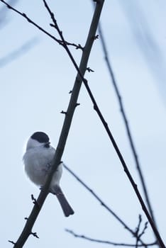 Willow tit on a branch in a bush. Bird species with black head and white breast. Finch species. Animal photo from nature