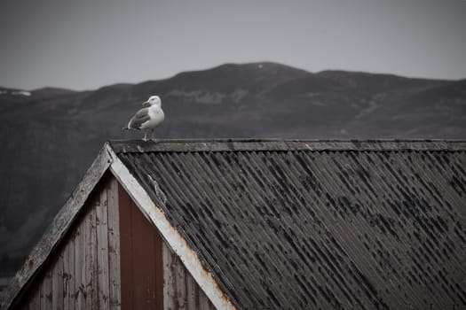 Seagull on a fisherman's house in Norway. Seabird in Scandinavia. Animal photo from nature in the north