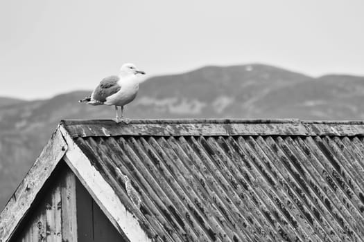 Seagull on a fisherman's house in Norway in black and white. Seabird in Scandinavia. Animal photo from nature in the north