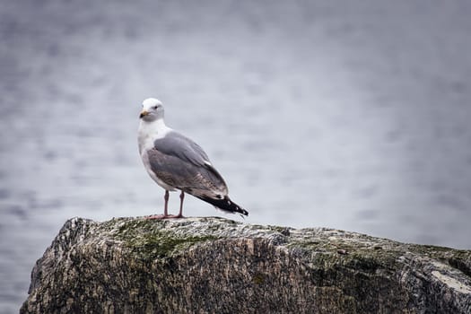 Seagull on a stone in Norway in front of a fjord. Seabird in Scandinavia. Animal photo from nature in the north