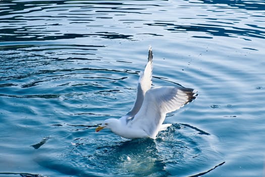 Seagulls in the crystal clear water of the Norwegian Fjord. Drops of water ripple in the dynamic movement of the seabird. Animal photo from Scandinavia