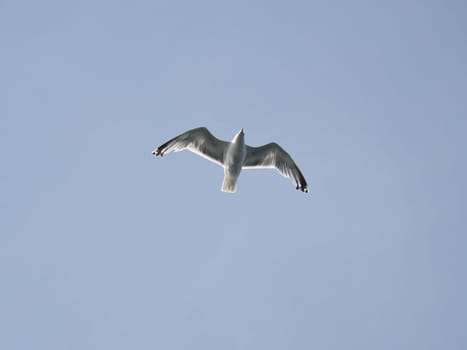 Seagull flies in the sky. Shot from below. Bird in Scandinavia. Animal photo