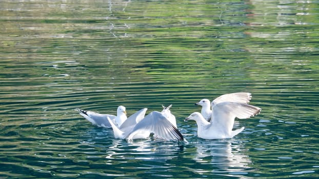 Seagulls in the crystal clear water of the Norwegian Fjord. Drops of water ripple in the dynamic movement of the seabird. Animal photo from Scandinavia