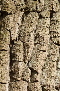 Brown tree bark, bark, wood texture, background, Germany, Europe
