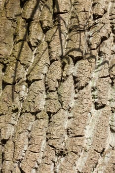 Brown tree bark, bark, wood texture, background, Germany, Europe