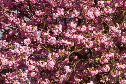 Pink cherry blossoms on tree branches, wallpaper, Germany