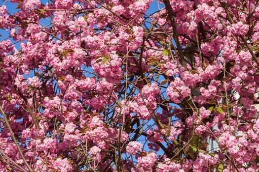 Pink cherry blossoms on tree branches, wallpaper, Germany