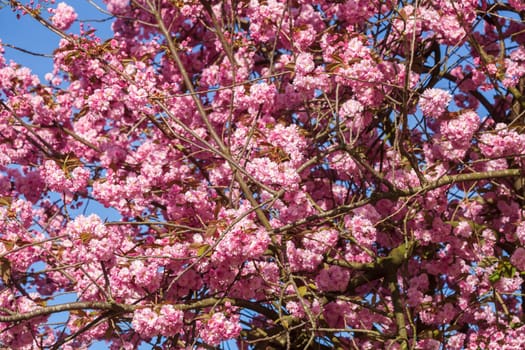 Pink cherry blossoms on tree branches, wallpaper, Germany