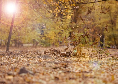 Autumn park with trees and bushes, yellow leaves on the ground and on the branches. Idyllic scene