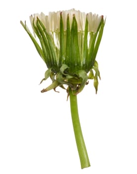 Yellow wilted dandelion on a long green stem, isolated background