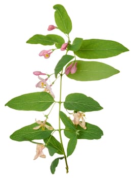 Honeysuckle branch with green leaves and pink flowers on isolated background