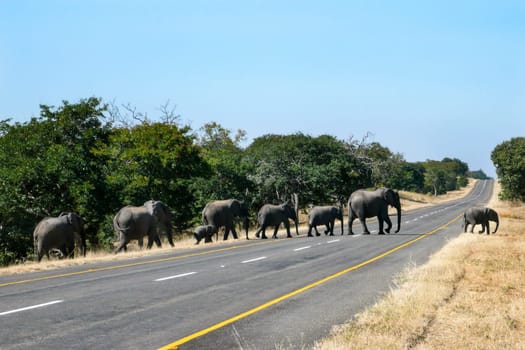 A family of African Elephants (Loxodonta africana) crossing a road in Zimbabwe, Africa.