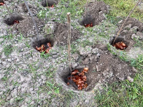 Seedlings are covered in the garden for the vegetable growth