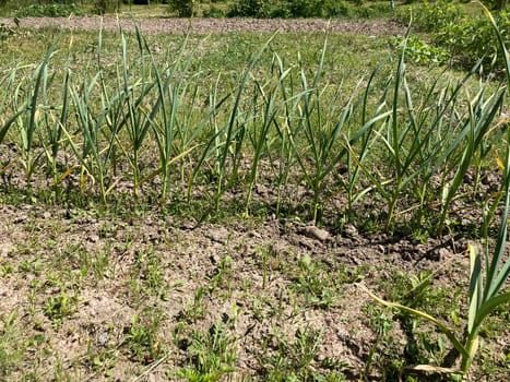 Seedlings are covered in the garden for the vegetable growth