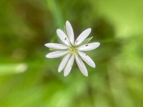 Summer flowers have bloomed in a the garden