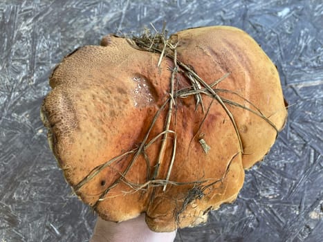 A giant boletus mushroom has grown outside a the city