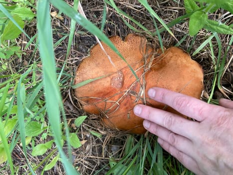 A giant boletus mushroom has grown outside a the city